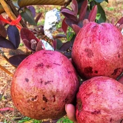 Guava Purple Malay