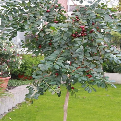 Guava Red 'Cherry' (Strawberry)