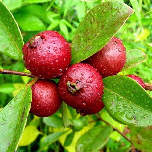 Guava Red 'Cherry' (Strawberry)