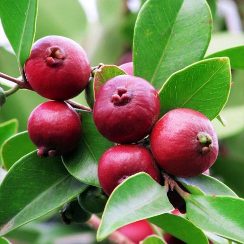 Guava Red 'Cherry' (Strawberry)