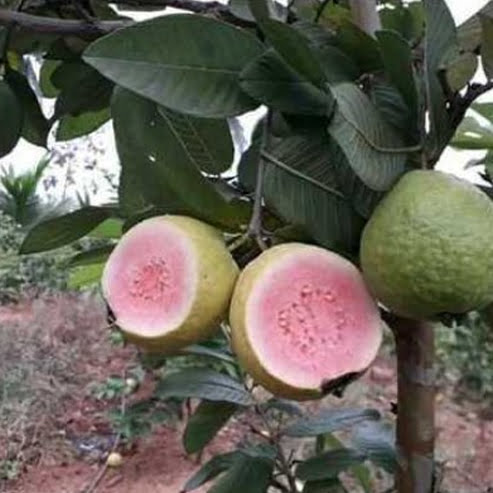 Guava Rosa Pink Guava Fruit Tree – Buy Now! – Ladybird Nursery