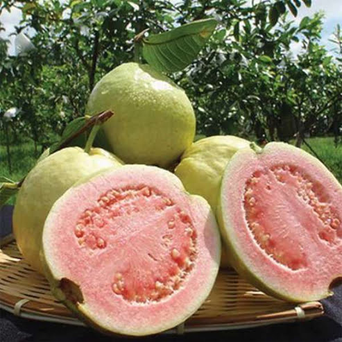 Guava Thai Pink