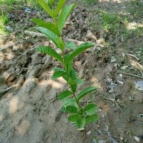Dwarf Brazilian Guava - Ladybird Nursery