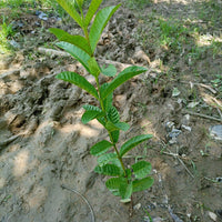 Guava Yellow Cherry 90mm