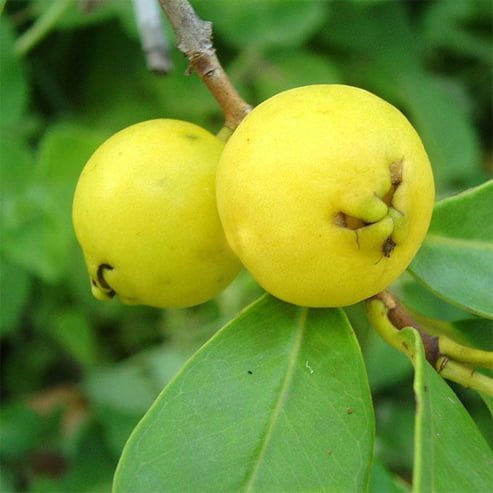 Guava Yellow Cherry - Ladybird Nursery