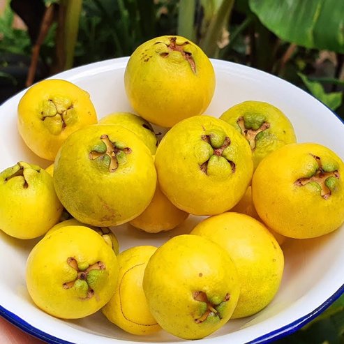 Guava Yellow Cherry - Ladybird Nursery