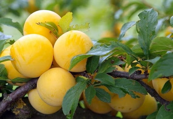 Plum 'Gulf Gold'