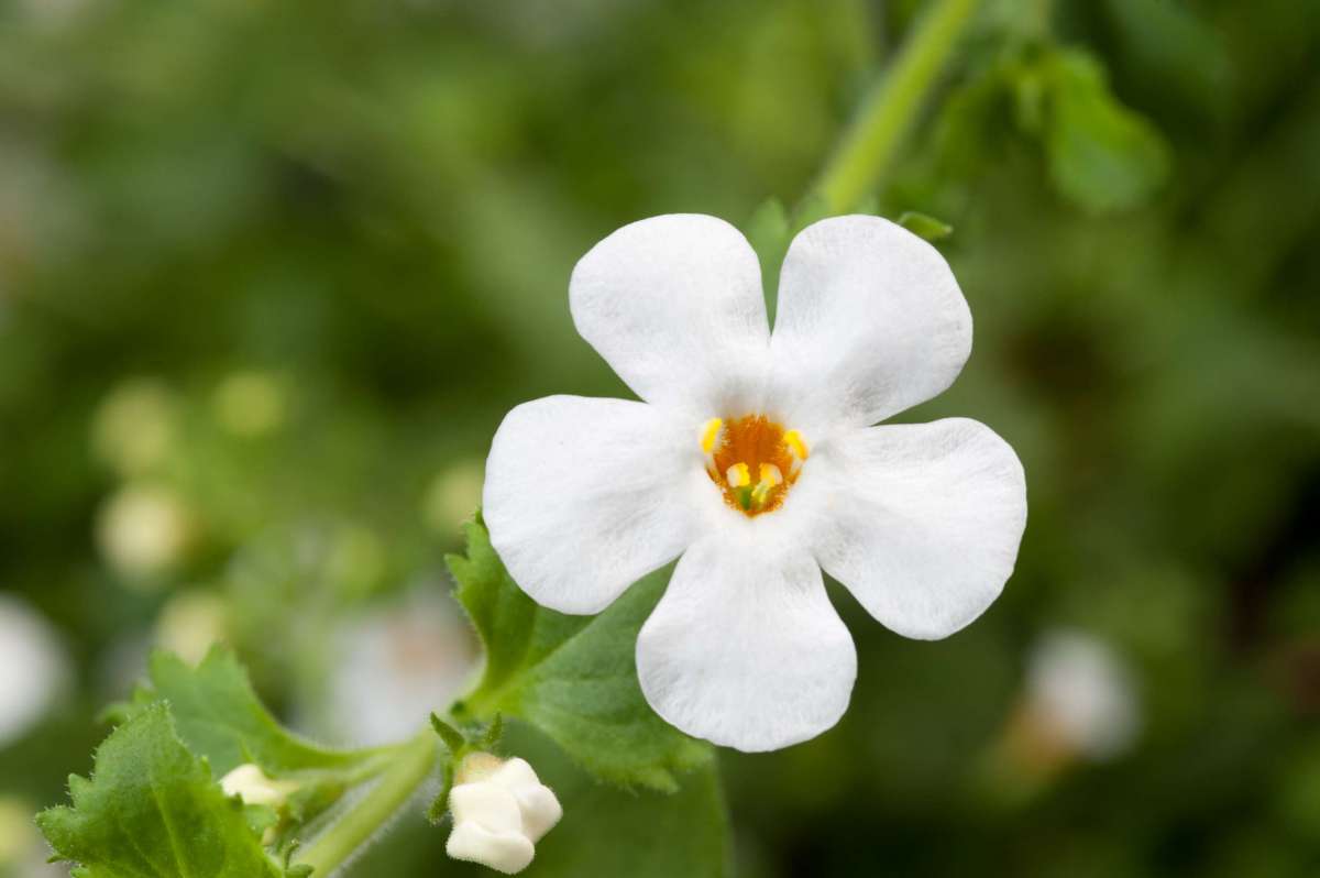 Bacopa Gulliver Dynamic White (Bacopa scopia) - Ladybird Nursery