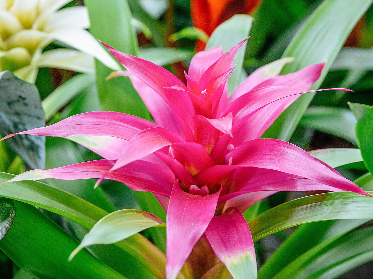 Guzmania spp. Pink Bromeliad