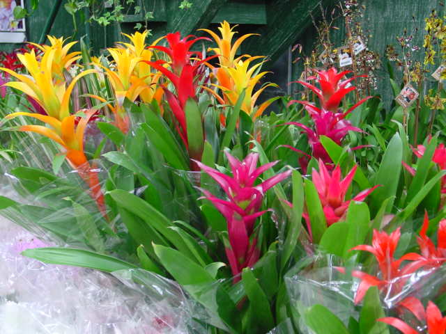 Guzmania spp. Pink Bromeliad - Ladybird Nursery