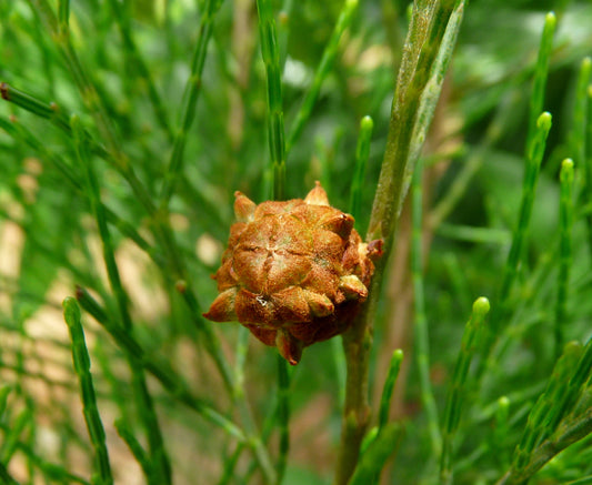 She-oak (Gymnostoma australianum)