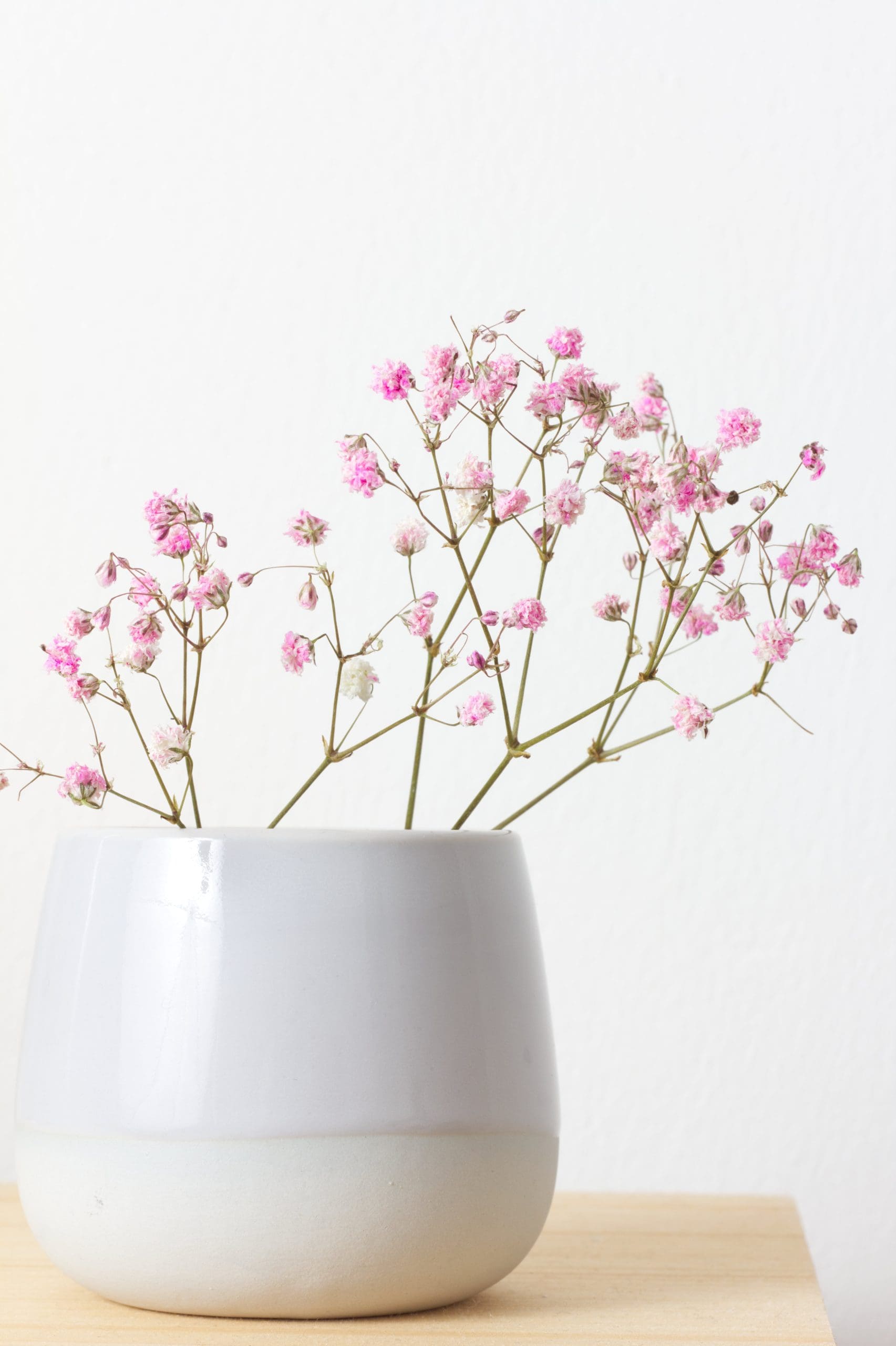 Baby's Breath Pink (Gypsophila spp.) - Ladybird Nursery