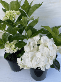 Hydrangea White (Hydrangea macrophylla) - Ladybird Nursery