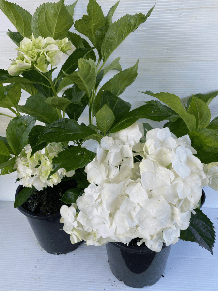 Hydrangea White (Hydrangea macrophylla) - Ladybird Nursery