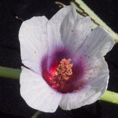 Hibiscus Barambah Creek (Hibiscus sp.)