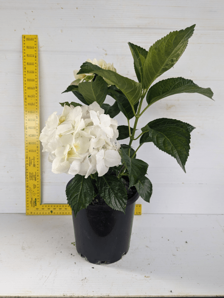 Hydrangea White (Hydrangea macrophylla) - Ladybird Nursery