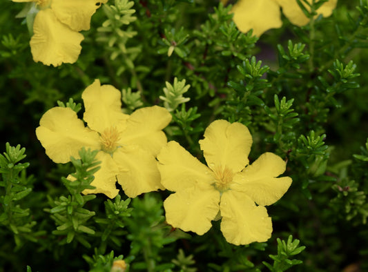 Guinea Flower Little Rocker (Hibberti )