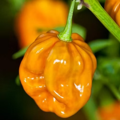 Close-up of ripe Chilli Habanero - 'Hot Mustard' orange pepper hanging on green stem for home delivery