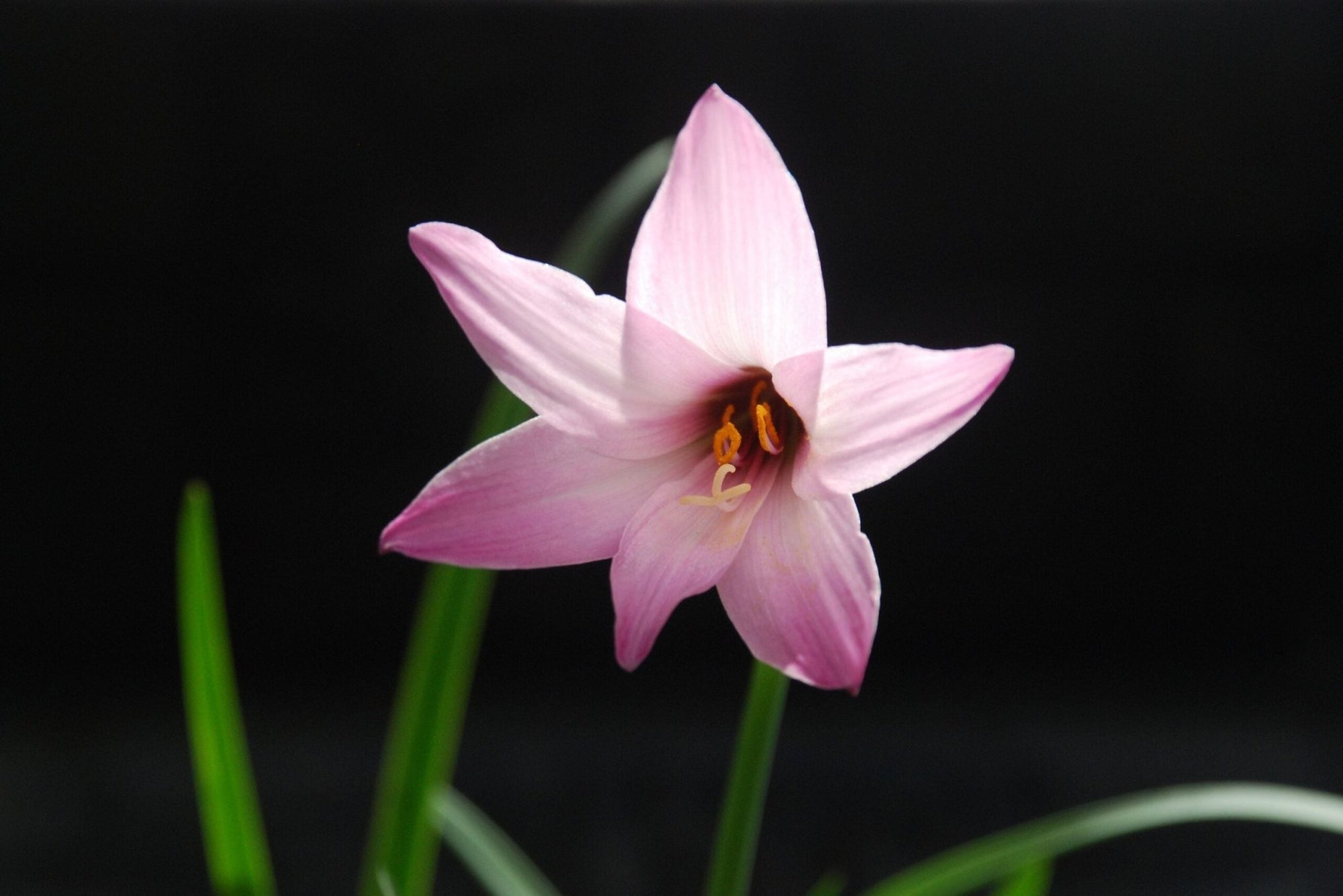 Zephyr Lily (Habranthus robusta) - Ladybird Nursery