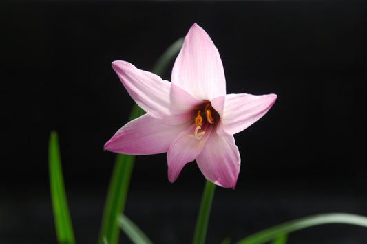 Zephyr Lily (Habranthus robusta)