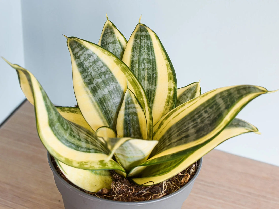 Snake Plant 'Hahnii Gold' (Sansevieria Trifasciata)