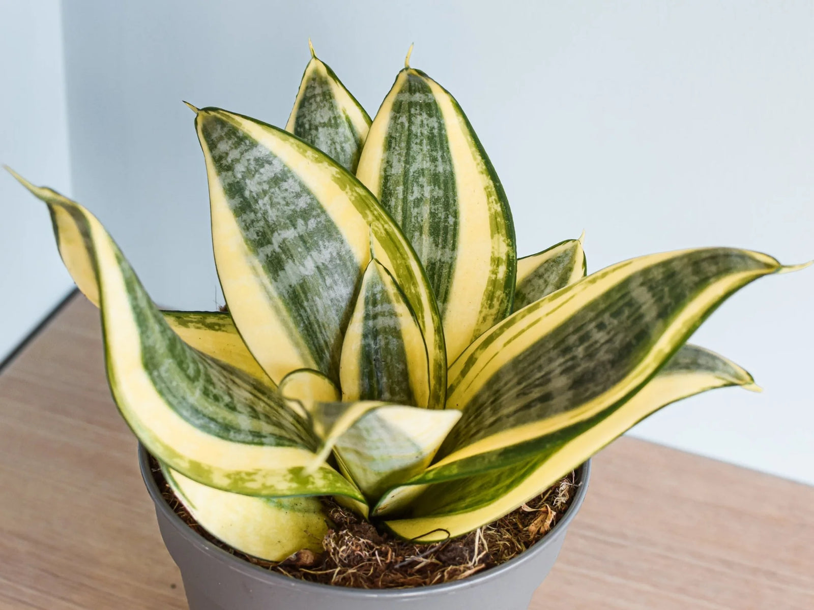 Snake Plant 'Hahnii Gold' (Sansevieria Trifasciata)