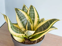 Snake Plant 'Hahnii Gold' (Sansevieria Trifasciata)