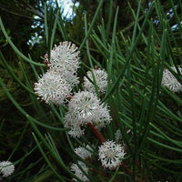 Sweet Hakea (Hakea drupacea) - Ladybird Nursery