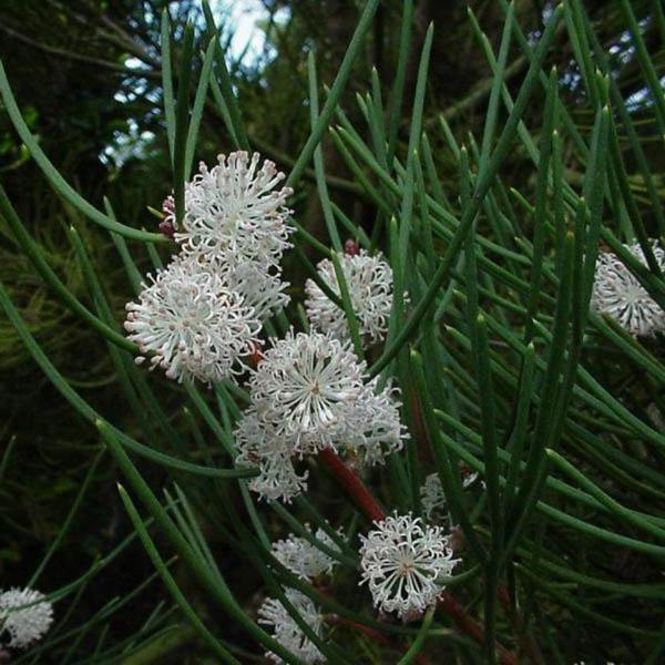 Sweet Hakea (Hakea drupacea) - Ladybird Nursery