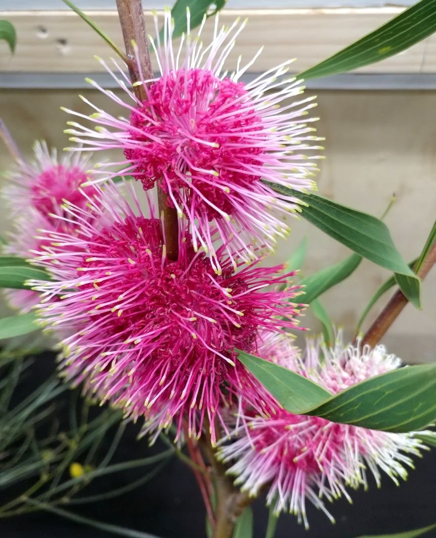 Pincushion Hakea Stockdale Sensation (Hakea laurina) - Ladybird Nursery