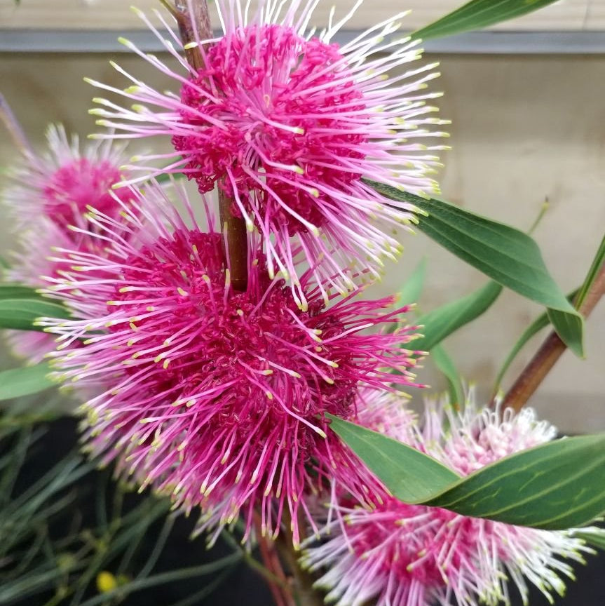 Pincushion Hakea Stockdale Sensation (Hakea laurina) - Ladybird Nursery
