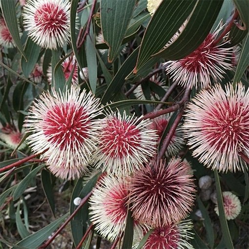 Pincushion Hakea (Hakea laurina) - Ladybird Nursery