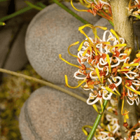 Cricket Ball Hakea (Hakea platysperma)