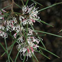 Silky Hakea White (Hakea sericea) - Ladybird Nursery