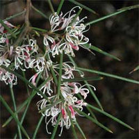 Silky Hakea White (Hakea sericea)