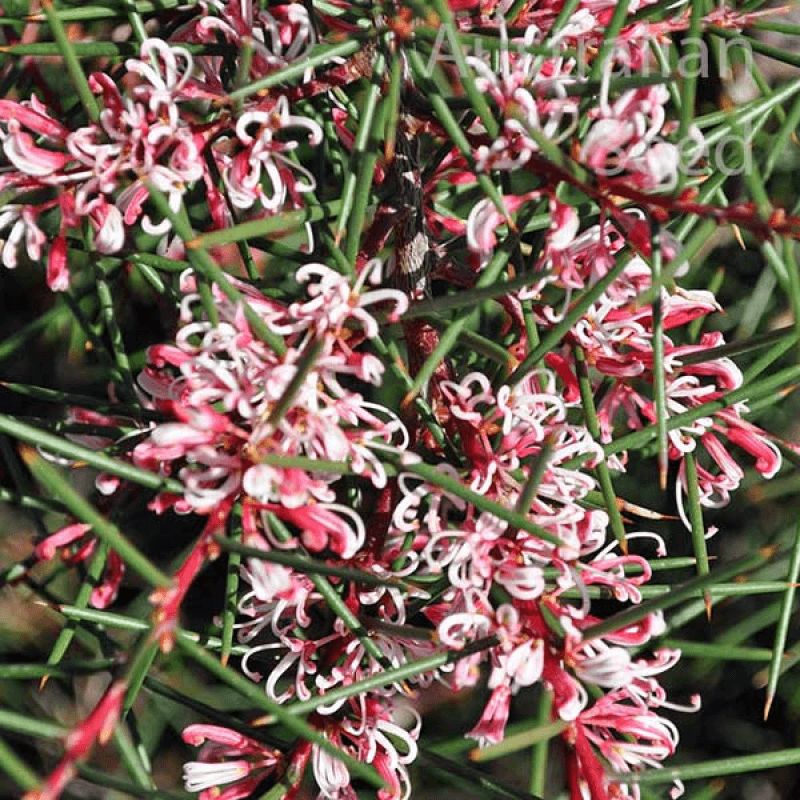 Silky Hakea Pink (Hakea sericea)
