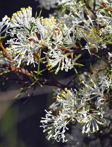 Honey Bush (Hakea lissocarpha)