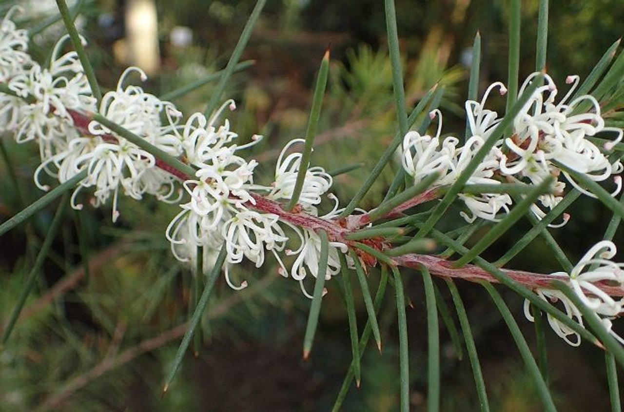 Silky Hakea Pink (Hakea sericea) - Ladybird Nursery