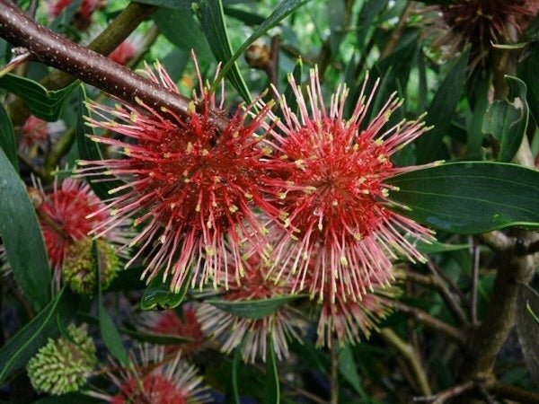 Pincushion Hakea Stockdale Sensation (Hakea laurina) - Ladybird Nursery