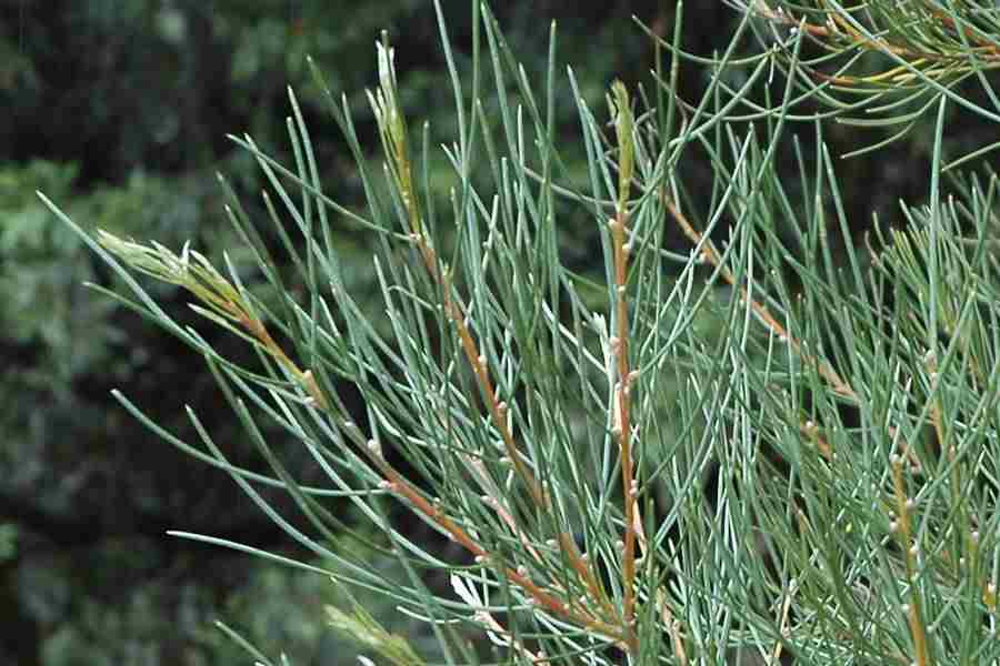 Sweet Hakea (Hakea drupacea) - Ladybird Nursery