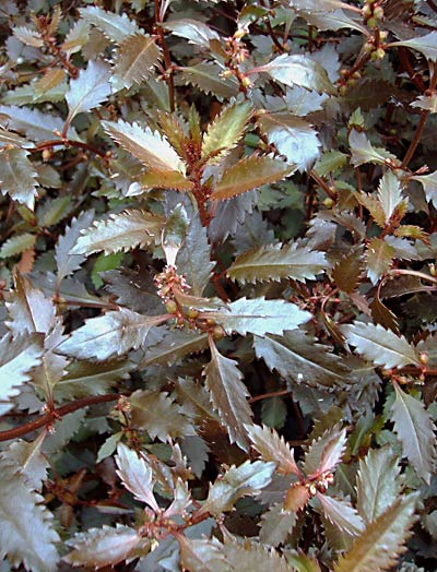 Toatoa Wellington Bronze (Haloragis erecta)