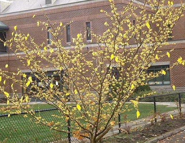 Witch Hazel (Hamamelis virginiana) 300mm Pick Up Only - Ladybird Nursery