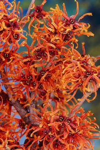 Witch Hazel ‘Jelena’ (Hamamelis) - Ladybird Nursery