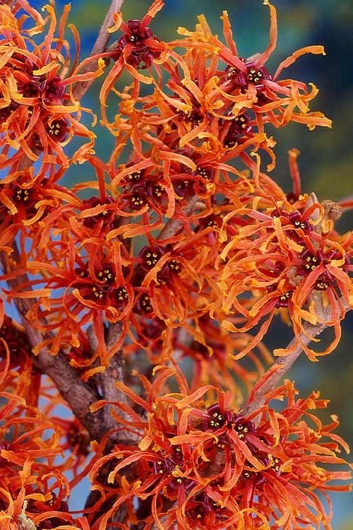 Witch Hazel ‘Jelena’ (Hamamelis) - Ladybird Nursery
