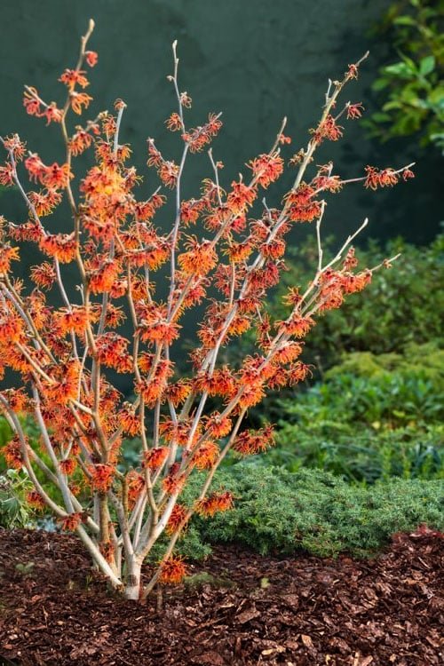 Witch Hazel ‘Jelena’ (Hamamelis) - Ladybird Nursery