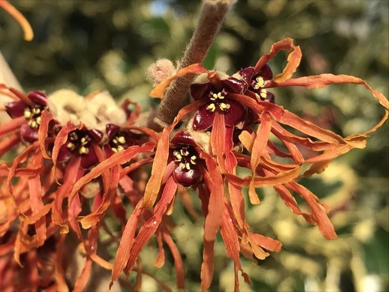 Witch Hazel intermedia Jelena (Hamamelis x)
