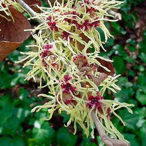 Witch Hazel intermedia Arnold Promise (Hamamelis x)