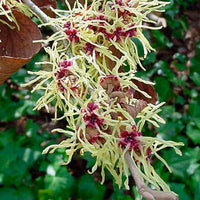 Witch Hazel intermedia Arnold Promise (Hamamelis x)