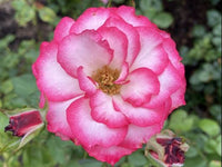 Rose 'Hannah Gordon' 3ft Standard - Ladybird Nursery
