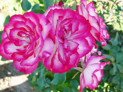 Rose 'Hannah Gordon'